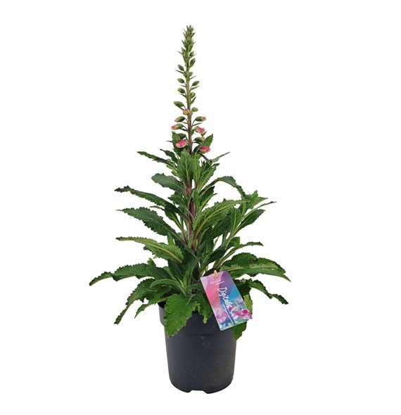 Digitalis purpurea Hanabee Pink 80cm 17cm Q2098