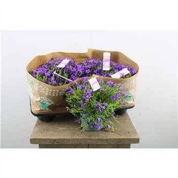 Campanula port  ambella intens purple Intens Purple 25cm 15cm Q1010