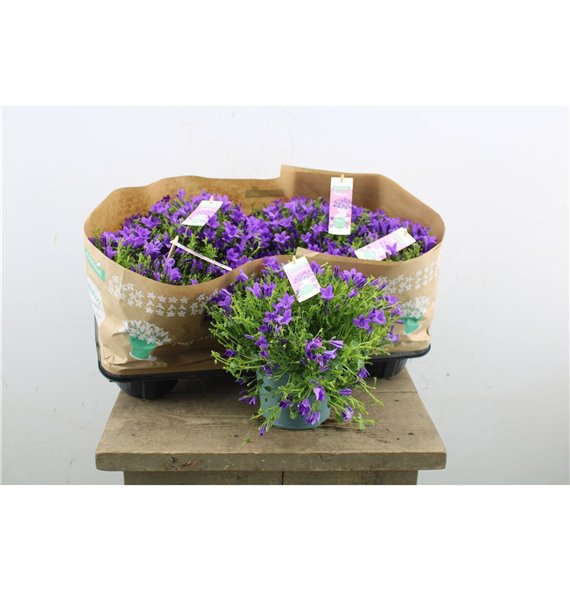 Campanula port  ambella intens purple Intens Purple 25cm 15cm Q1010