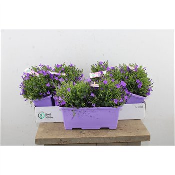 Campanula port  ambella intens purple Intens Purple In Balkonbak 22cm 27cm Q1013