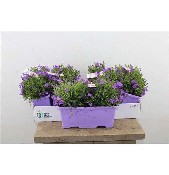Campanula port  ambella intens purple Intens Purple In Balkonbak 22cm 27cm Q1013