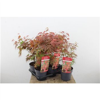 Javor palmatum atropurpureum 45cm 15cm Q55