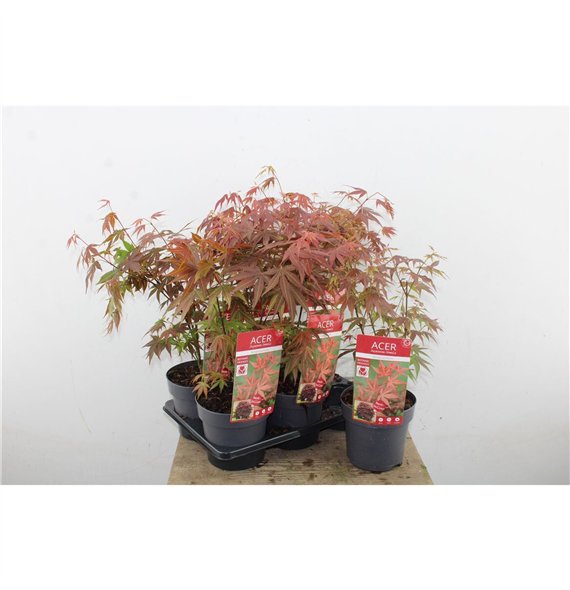 Javor palmatum atropurpureum 45cm 15cm Q55