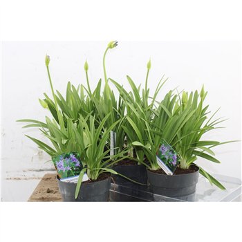Agapanthus charlotte Charlotte Blue 60cm 15cm Q94
