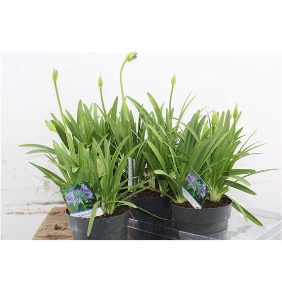 Agapanthus charlotte Charlotte Blue 60cm 15cm Q94