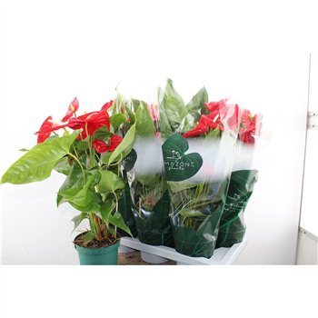 Anthurium andr  nevada Anthu An Nevada 65cm 17cm Q456