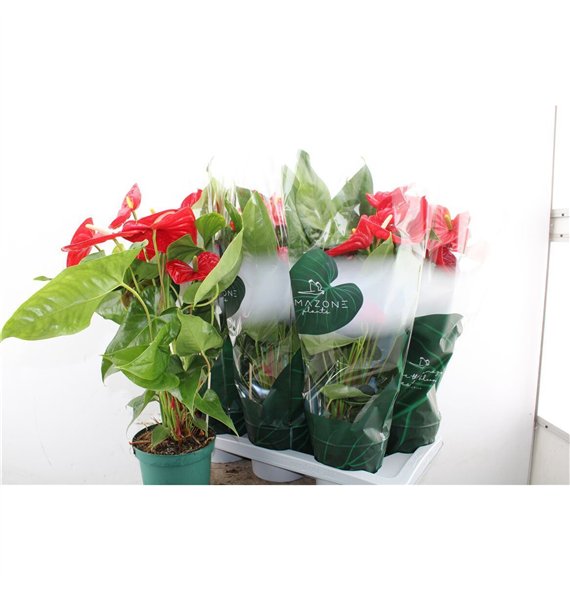 Anthurium andr  nevada Anthu An Nevada 65cm 17cm Q456