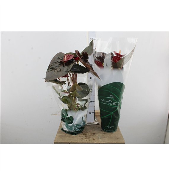 Anthurium andr  delicata Anthu An Delicata 6+ 65cm 17cm Q459