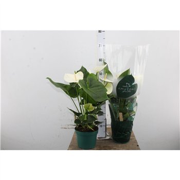 Anthurium andr  samora Anthu An Samora 17cm 60cm 17cm Q461