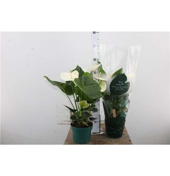 Anthurium andr  samora Anthu An Samora 17cm 60cm 17cm Q461