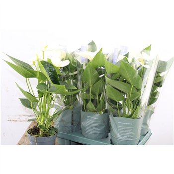 Anthurium andr  karma white Anthu An Karma White 4+ 43cm 12cm Q462
