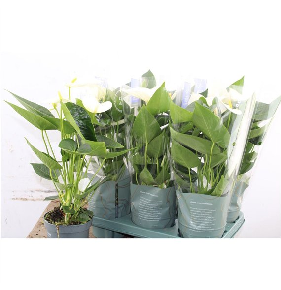 Anthurium andr  karma white Anthu An Karma White 4+ 43cm 12cm Q462