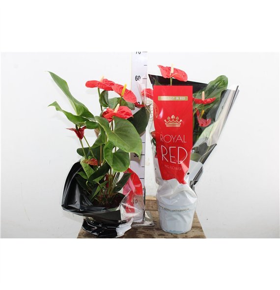 Anthurium andr  mix Anthu An Mix Royal 5+ 60cm 17cm Q463