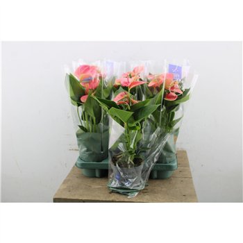 Anthurium andr  karma pink Anthu An Karma Pink 4+ 45cm 12cm Q464