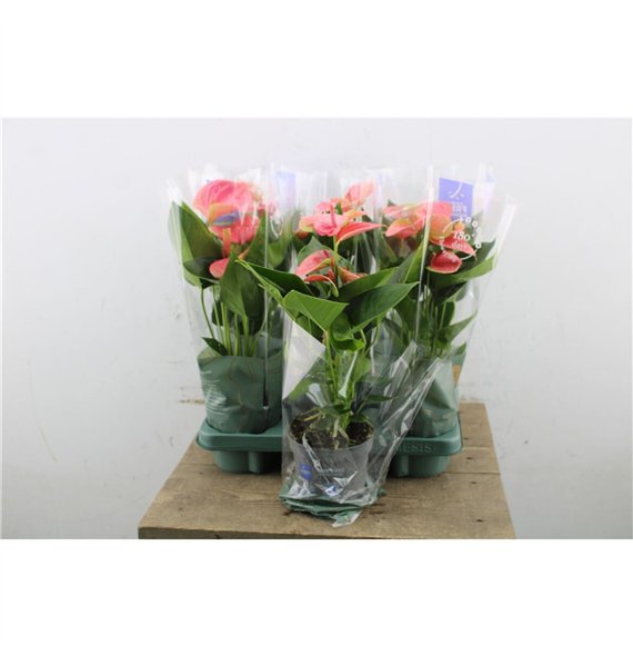 Anthurium andr  karma pink Anthu An Karma Pink 4+ 45cm 12cm Q464