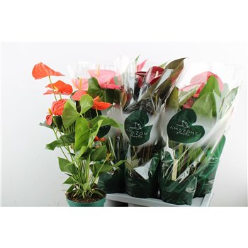 Anthurium andr  mix 4 colours Anthu An Mix 65cm 17cm Q467