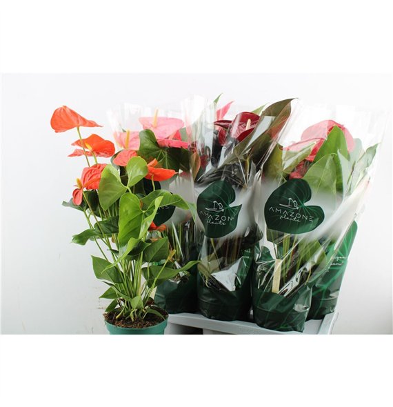 Anthurium andr  mix 4 colours Anthu An Mix 65cm 17cm Q467