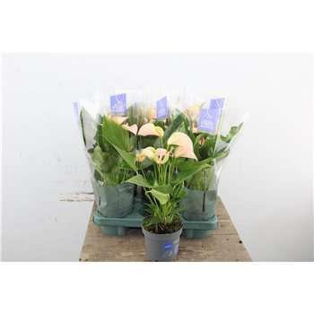 Anthurium andr  joli peach Anthu An Joli Peach 5+ 43cm 12cm Q469