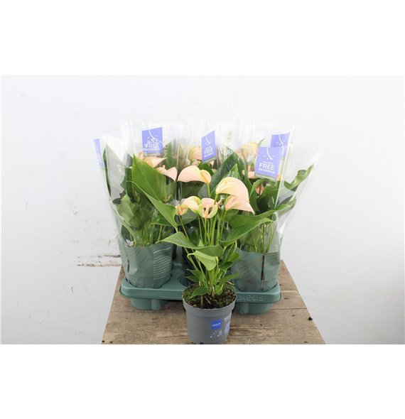 Anthurium andr  joli peach Anthu An Joli Peach 5+ 43cm 12cm Q469