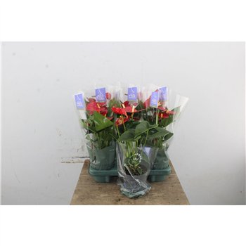Anthurium andr  karma red Anthu An Karma Red 5+ 43cm 12cm Q470