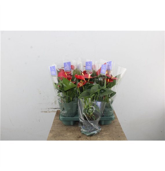 Anthurium andr  karma red Anthu An Karma Red 5+ 43cm 12cm Q470