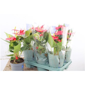 Anthurium andr  karma red Anthu An Karma Red 5+ 43cm 12cm Q473
