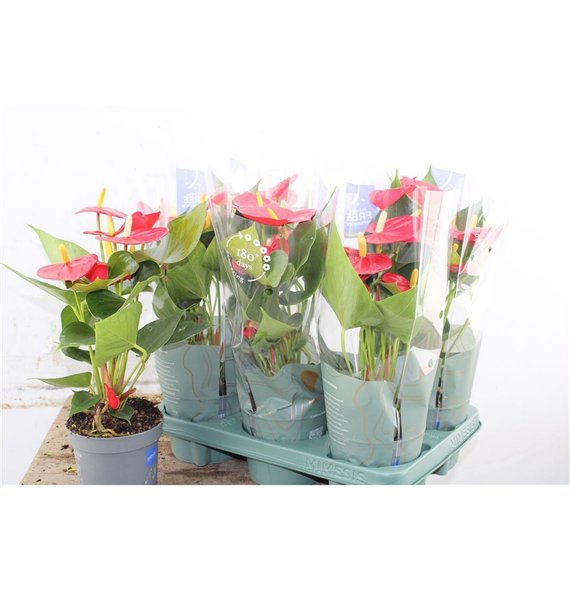 Anthurium andr  karma red Anthu An Karma Red 5+ 43cm 12cm Q473