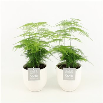 Asparagus setaceus In Liv Ceramic 35cm 13cm Q483