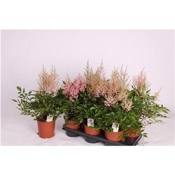 Astilbe Pink 45cm 15cm Q509