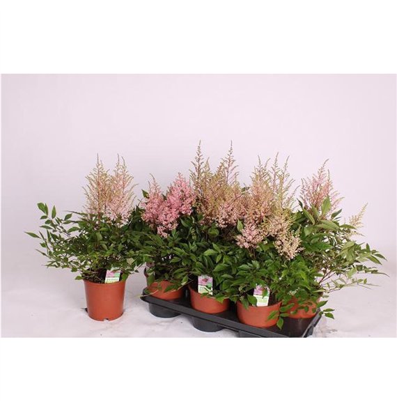 Astilbe Pink 45cm 15cm Q509