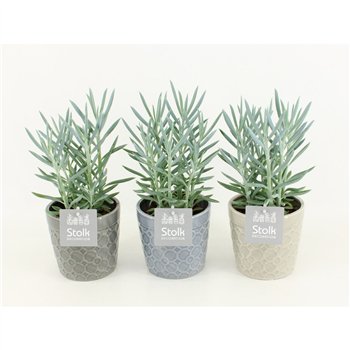Curio ficoides mount everest Mount Everest In Ceramic 35cm 13cm Q776