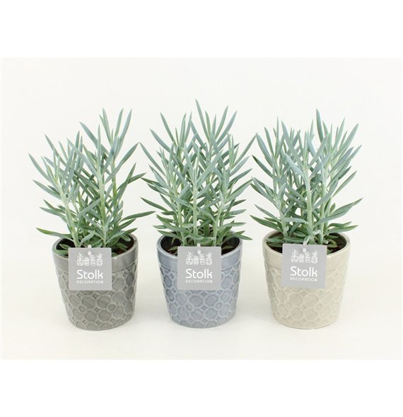 Curio ficoides mount everest Mount Everest In Ceramic 35cm 13cm Q776
