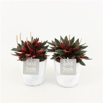 Peperomia caperata rosso Rosso In White Wash 20cm 11cm Q781