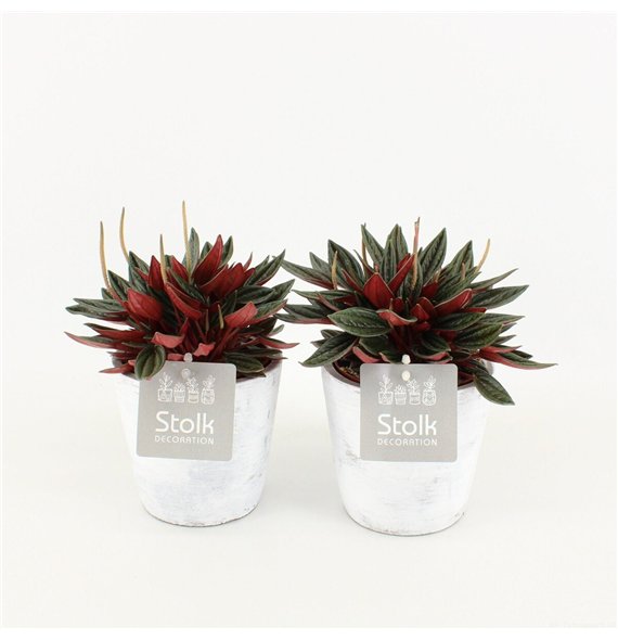 Peperomia caperata rosso Rosso In White Wash 20cm 11cm Q781