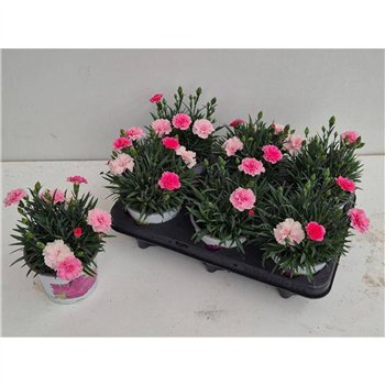 Dianthus i love u 20cm 12cm Q1294