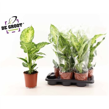 Dieffenbachia mars 65cm 17cm Q1303