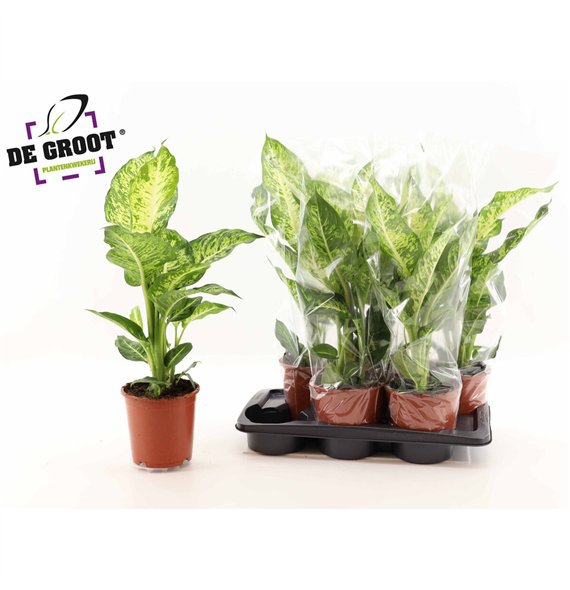 Dieffenbachia mars 65cm 17cm Q1303