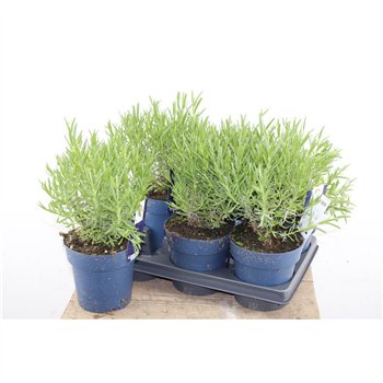 Lavandula angustifolia felice 28cm 15cm Q1908
