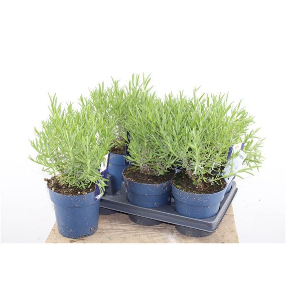 Lavandula angustifolia felice 28cm 15cm Q1908