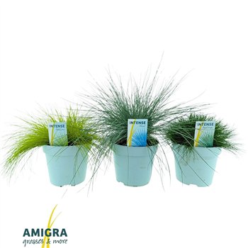 Siergrassen mix Mix 17cm 30cm 17cm Q2029