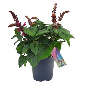 Salvia salgoon lake flamingo Lake Flamingo p17 (NL) 50cm 17cm Q2062