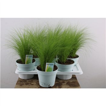 Stipa tenuissima ponytails Ten Ponytails 40cm 17cm Q2097