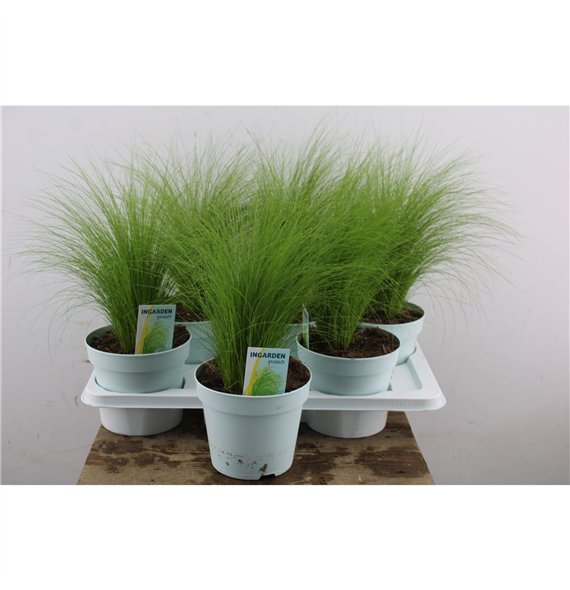 Stipa tenuissima ponytails Ten Ponytails 40cm 17cm Q2097