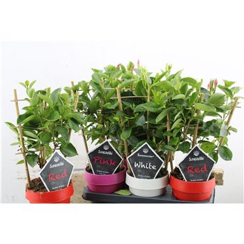 Mandevilla sundaville mix 40cm 14cm Q2102