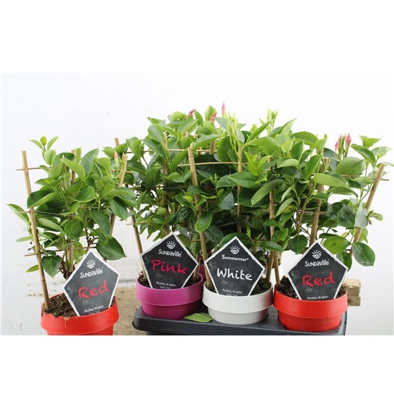 Mandevilla sundaville mix 40cm 14cm Q2102
