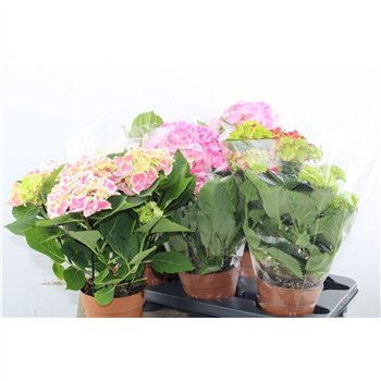 Hortenzija macr  mix Hydr Macr Special Mix 4+ 40cm 14cm Q2491