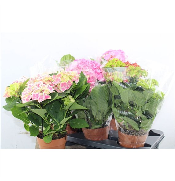 Hortenzija macr  mix Hydr Macr Special Mix 4+ 40cm 14cm Q2491