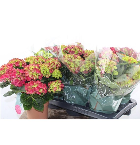 Hortenzija macr  Hydr Macr Mophead Red 7+ 40cm 14cm Q2495
