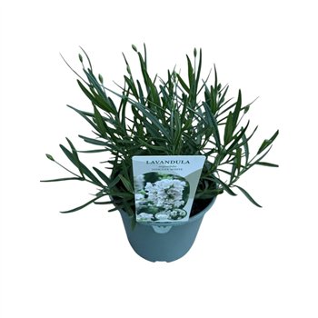 Lavandula aromance white Angustifolia 25cm 17cm Q2684