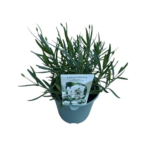 Lavandula aromance white Angustifolia 25cm 17cm Q2684